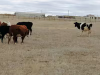 Tehén, Swiss cattle — 3. fotó