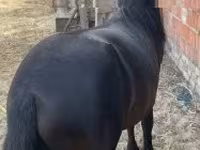 公马, Horses — 照片 2
