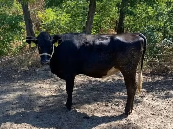 母牛, Cattle — 匈牙利