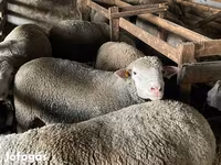 Kos, Ile-de-France sheep — 4. fotó