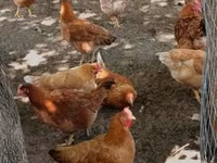 Chickens — foto 2