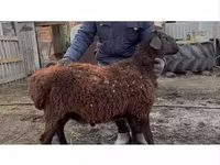 Carnero, Hissar sheep — foto 2