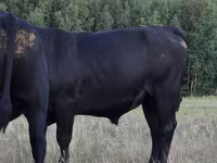 Taureau, Aberdeen-Angus — photo 2