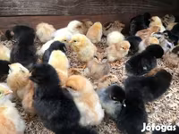 Chickens — foto 1