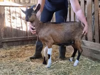 母山羊, Goats — 照片 2