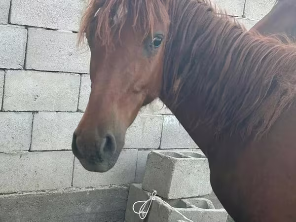 Hing, Arabian horse