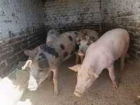 公猪, Pigs — 照片 2