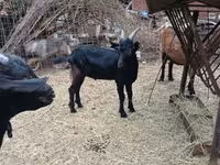Keçi, Alpine goat — foto 4