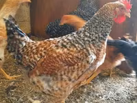 Chickens — Foto 8