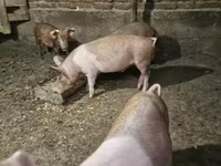 Pigs (batch, sex not specified), Pigs — photo 1