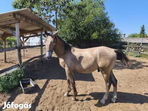 Hing, Lipizzaner — Magyarország