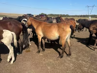Égua, Horse breed — foto 1