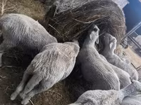 公羊, Merino sheep — 照片 8