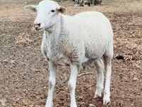 Baran, Dorper sheep — zdjęcie 2