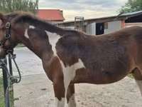 Horse (M), Hungarian horse breed — photo 3