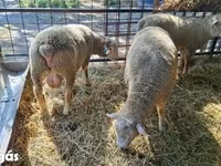 Kos, Ile-de-France sheep — 7. fotó