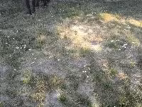 Айғыр, Australian Pony — 8-сурет