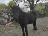 Caballo, Caballos — foto 4