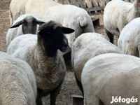 Schaf, Tsigai sheep — Foto 1