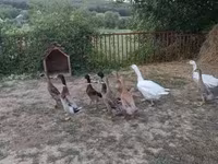 Ducks — الصورة 2