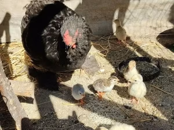 Brahma