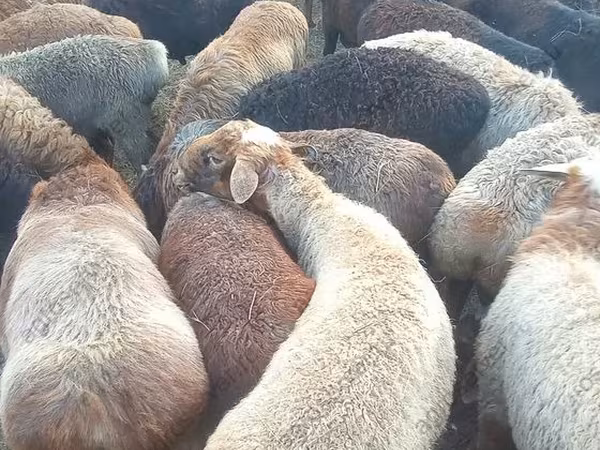 Kos, Edilbay sheep
