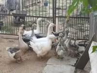 Geese — फ़ोटो 3
