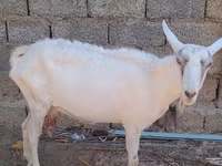 Ziege, Saanen goat — Foto 4