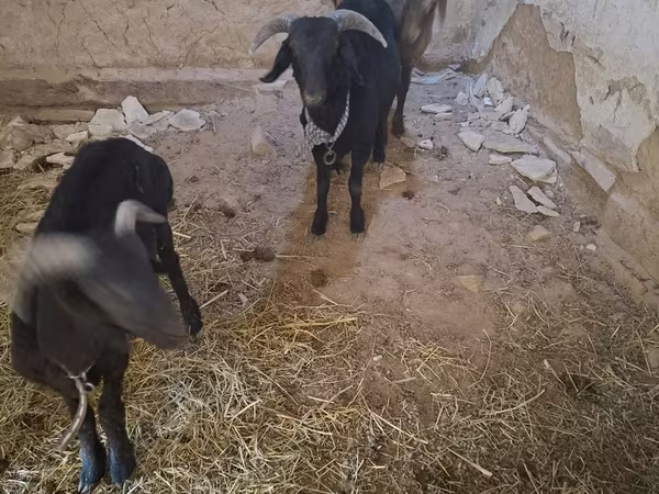 Cabras (lote, sexo no especificado), Cabras