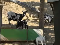 母山羊, Dutch Landrace goats — 照片 7