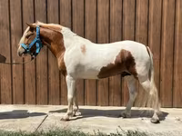 Cavalo, Cavalos — foto 1