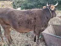 母牛, Cattle — 照片 6