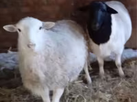 Kos, Dorper sheep — 2. fotó