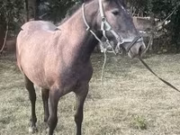 公马, Horses — 照片 1