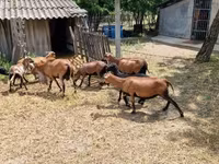 Widder, Cameroon sheep — Foto 2