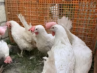 Leghorn — 3. fotó