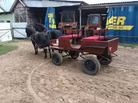 母马, Horses — 照片 2