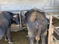 ثور, Swiss cattle — الصورة 6