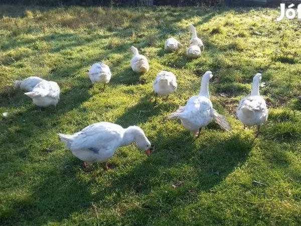 Geese — Magyarország