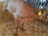 Bika, Simmental cattle — 8. fotó