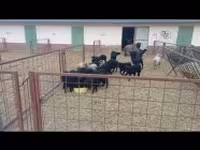 Schaf, Racka sheep — Foto 5