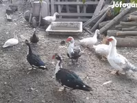Ducks — الصورة 3