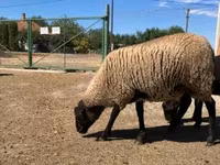 Kos, Suffolk sheep — 1. fotó
