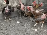 Chickens — Foto 1