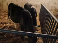 Býk, Russian Black pied cattle — foto 6