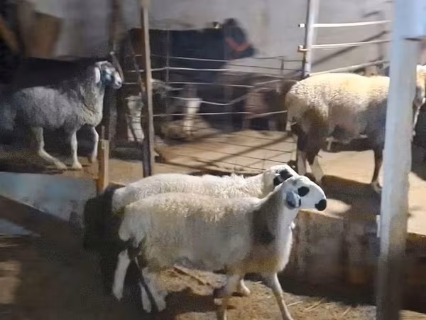 Sheep (batch, sex not specified), Sheep