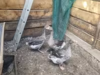 Geese — 1. fotó
