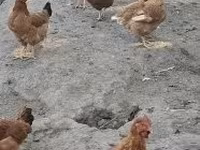 gallina danesa — foto 7