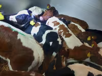 Bika, Simmental cattle — 2. fotó
