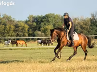 Hengst, Hungarian horse breed — Foto 1